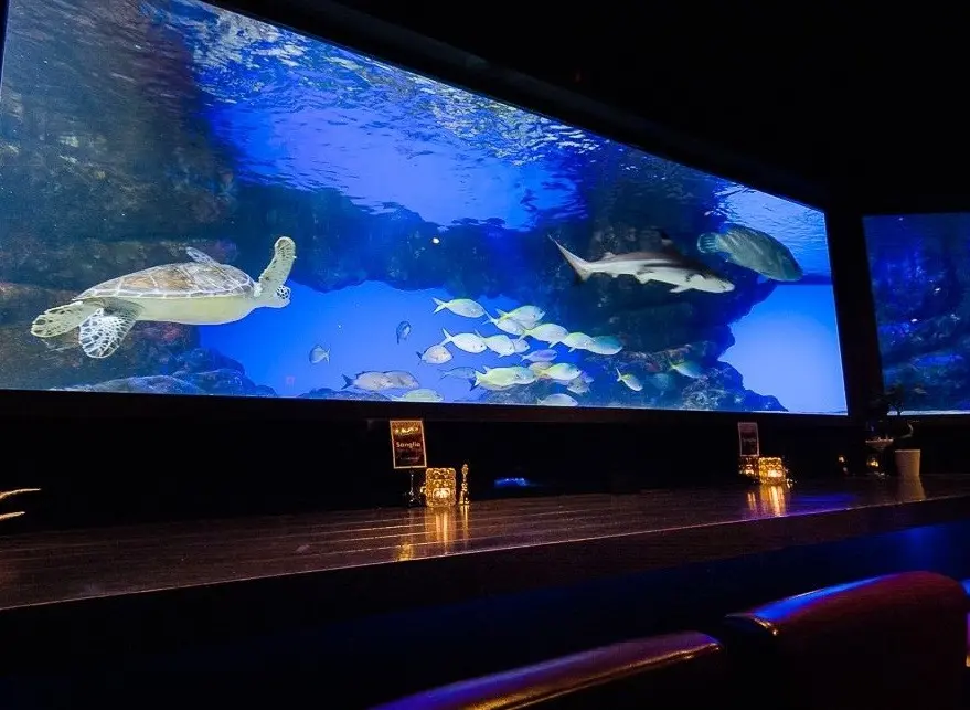 【神戸×バー】まるで水族館!?『GRAND SHARK 』でサメやカメとお酒を…