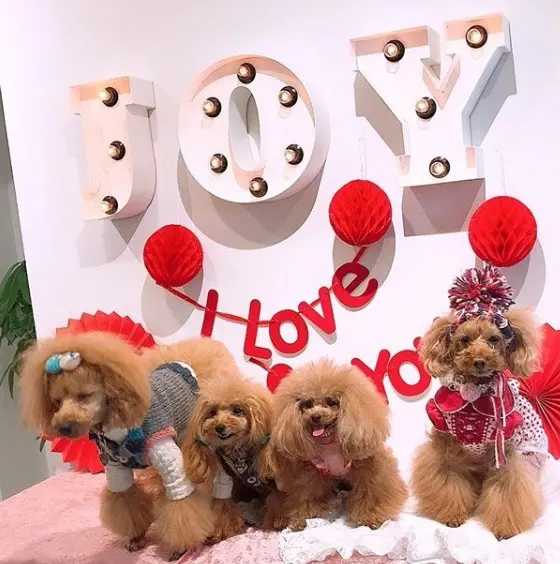【神戸×ドッグカフェ】大切な愛犬と一緒に寛げる空間『JOY』