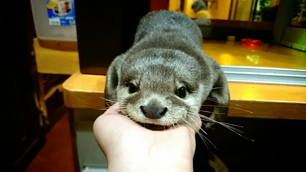 【神戸×カワウソカフェ】カワウソの癒し空間で動物×インスタが楽しめる『か和うそ Cafe』