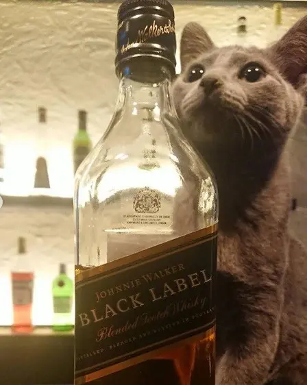 【神戸×バー】猫とお酒に癒される空間『あんど the BAR』