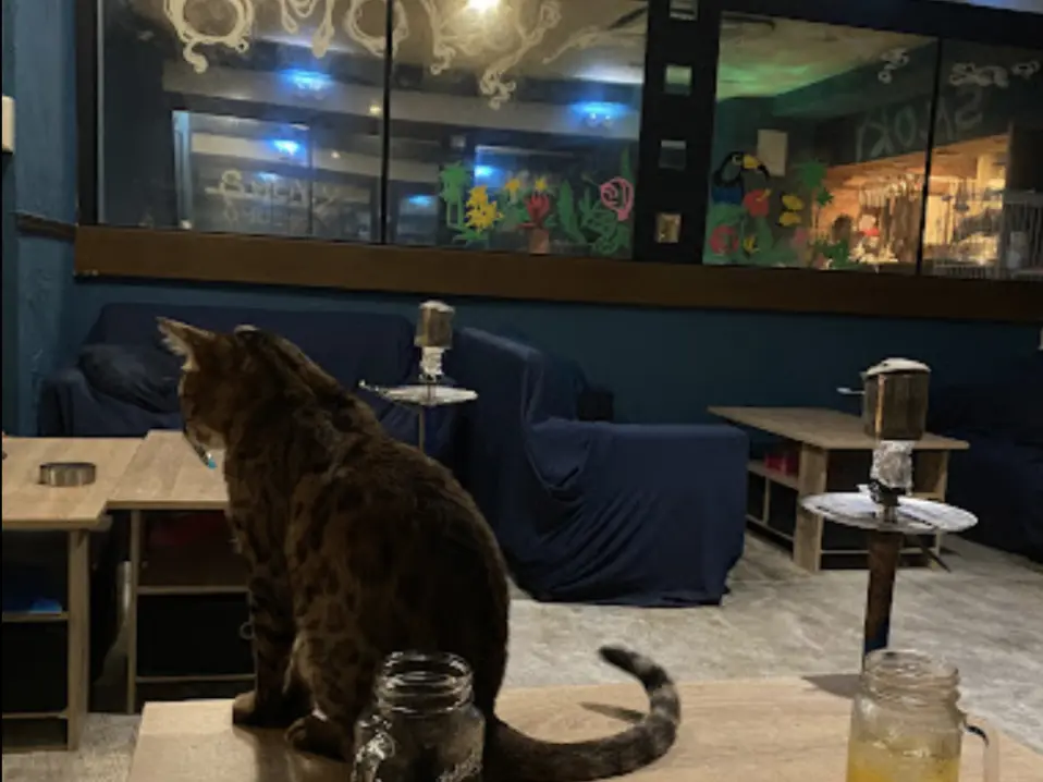 猫がいる店内