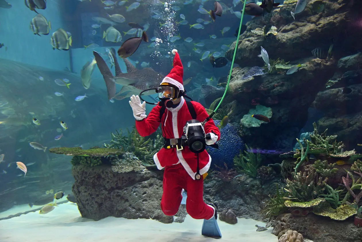 名古屋港水族館 クリスマス アクアリウムイベント クリスマス サンタダイバー